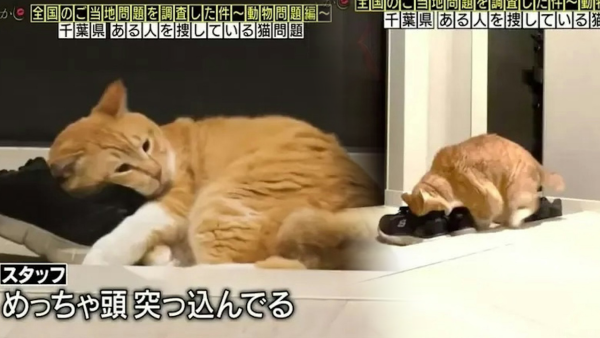 日本小貓迷戀臭鞋味！揭開六年謎團原因竟是XX