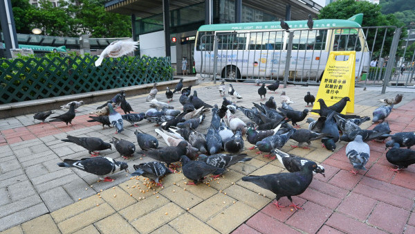 餵飼野鴿｜8月1日起餵飼野鴿最高可罰$10萬 警員外4類人員可發告票