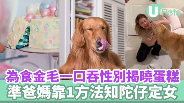 為食金毛一口吞性別揭曉蛋糕！準爸媽靠1方法知陀仔定女