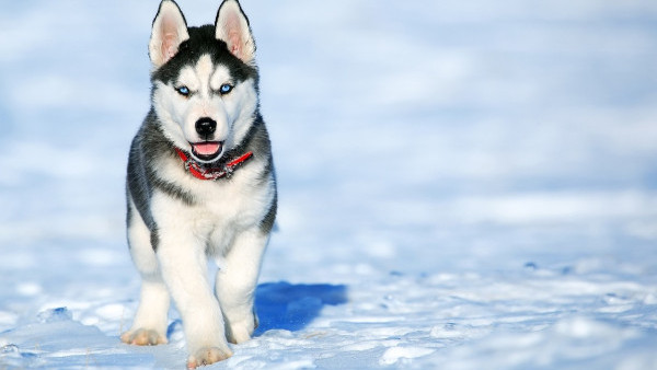 6個月新生兒遭哈士奇咬死？襲擊前八年毫無暴力徵兆！
