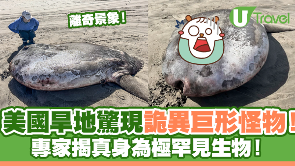 美國海岸驚現詭異巨大圓形怪物！專家揭真身為極罕見生物！