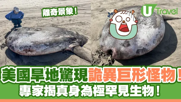 美國海岸驚現詭異巨大圓形怪物！專家揭真身為極罕見生物！
