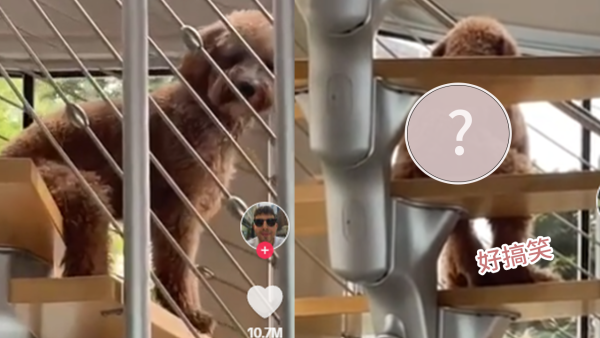 是狗狗還是人類？寵物主人發現愛犬怪異坐姿超爆笑！