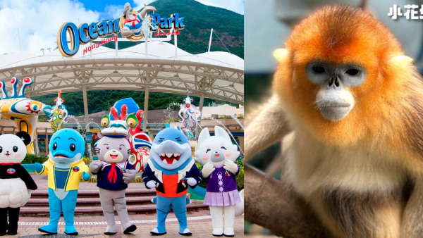 2隻「港產」川金絲猴移居成都 父母留居長駐香港海洋公園