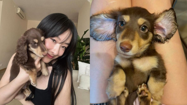 陳瀅家新寵小短腳臘腸狗Wiskey 5個月暴風式成長變司華力腸