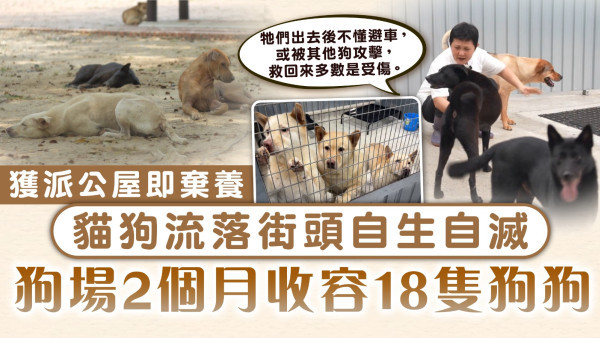 流浪動物｜獲派公屋即棄養 貓狗流落街頭自生自滅 狗場2個月收容18隻狗狗