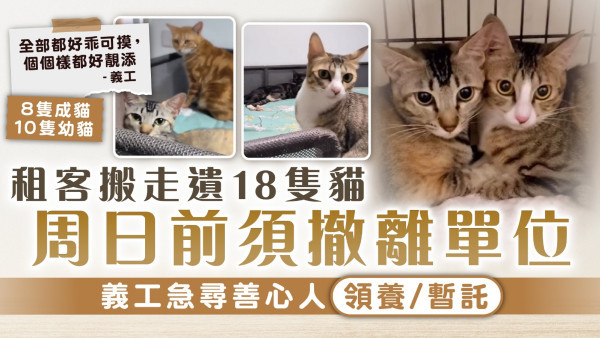 遺棄動物｜租客搬走遺18隻貓 周日前須撤離單位  義工急尋善心人領養/暫託