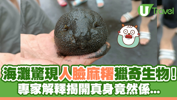 海灘驚現人臉麻糬獵奇生物！專家解釋揭開真身！