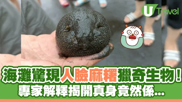 海灘驚現人臉麻糬獵奇生物！專家解釋揭開真身！