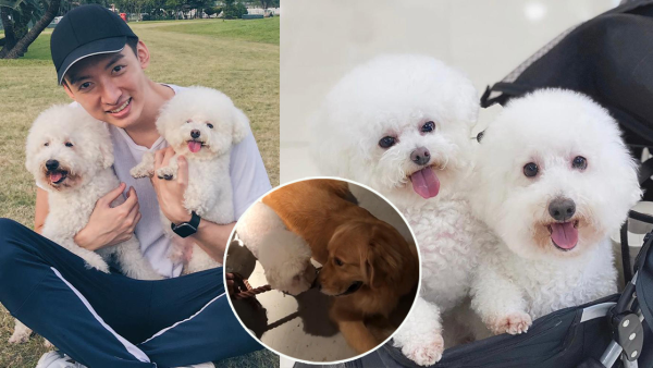 《愛回家》CPU｜譚坤倫愛犬曾被大狗咬超怕生 拍劇意外與金毛犬「冬甩」打成一片