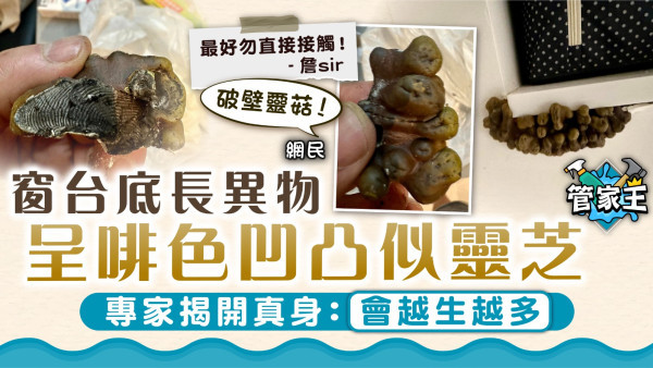 破壁靈菇｜窗台底長異物呈啡色凹凸似靈芝 專家揭開真身：會越生越多