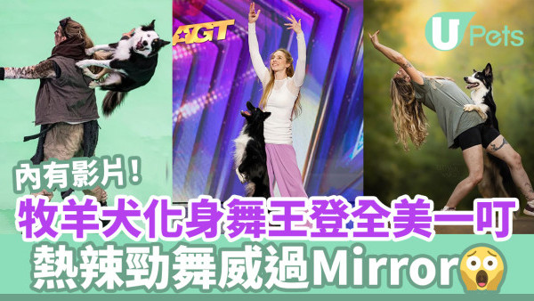 牧羊犬化身舞王登全美一叮 熱辣勁舞威過Mirror！