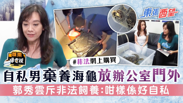 東張西望｜自私男棄養海龜放辦公室門外 郭秀雲斥非法飼養：咁樣係好自私