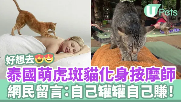 泰國萌虎斑貓化身按摩師 網民留言：自己罐罐自己賺！ 