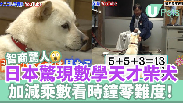 日本驚現數學天才柴犬 加減乘數看時鐘零難度！