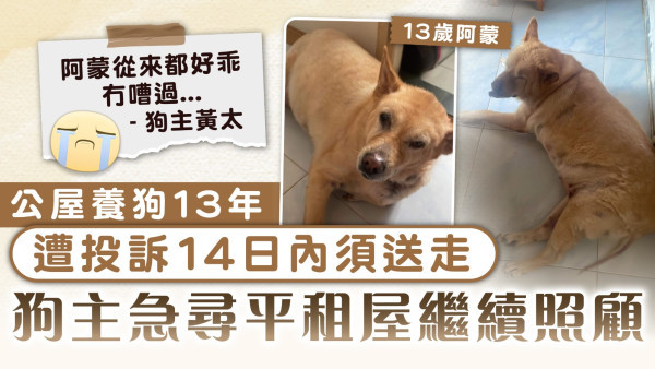 公屋養狗｜公屋養狗13年 遭投訴14日內須送走 狗主急尋平租屋繼續照顧