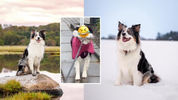 最愛戶外水上活動牧羊犬卻討厭雨天！穿上雨衣一面生無可戀超爆笑！