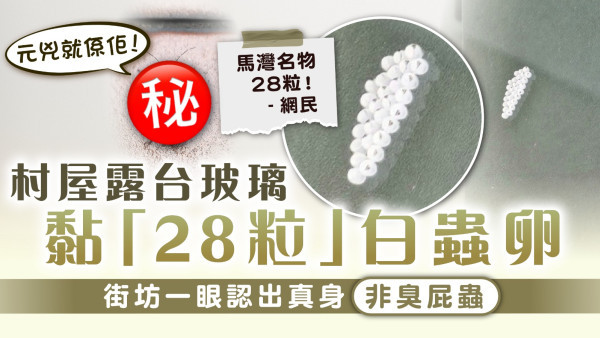 家居滅蟲｜村屋露台玻璃黏「28粒」白蟲卵 街坊一眼認出真身非臭屁蟲