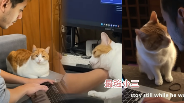 貓咪心變情敵居然是男朋友？！女友慘遭男友搶走愛貓