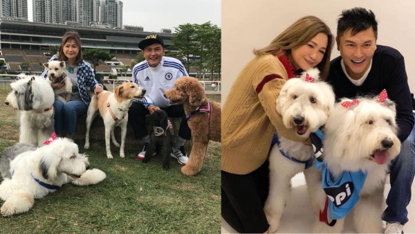 關禮傑夫妻支持領養曾同時養六狗 分享英國古牧羊犬靈性小故事