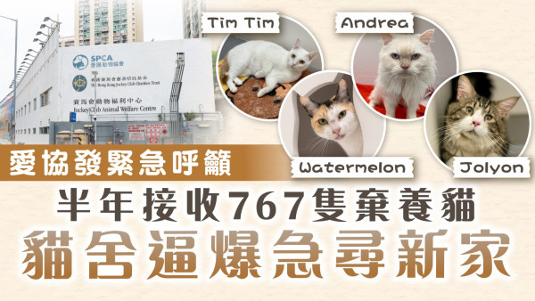 領養動物｜愛協發緊急領養呼籲 半年接收767隻棄養貓 貓舍逼爆急尋新家