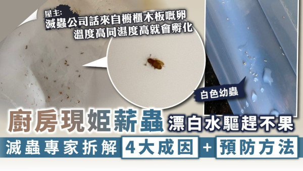 昆蟲入侵｜廚房現啡白小蟲漂白水驅趕不果 滅蟲專家拆解4大成因+預防方法