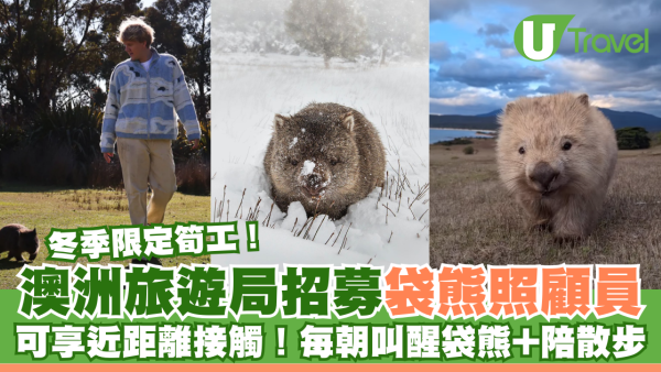澳洲旅遊局招募冬季袋熊照顧員 可享近距離接觸機會！早上叫醒袋熊兼陪散步