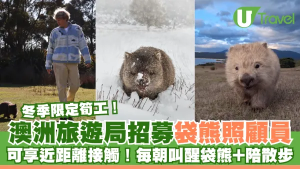 澳洲旅遊局招募冬季袋熊照顧員 可享近距離接觸機會！早上叫醒袋熊兼陪散步