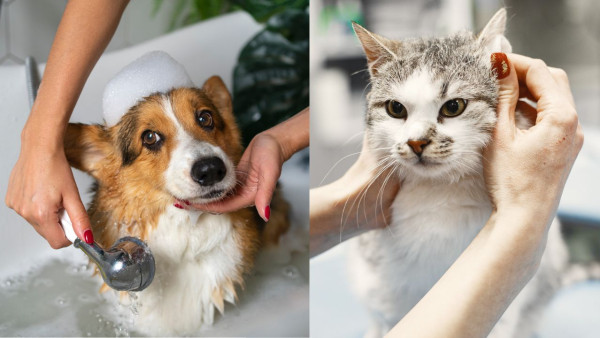 毛孩爸媽必讀健康知識  7招教您為貓狗做好日常清潔！