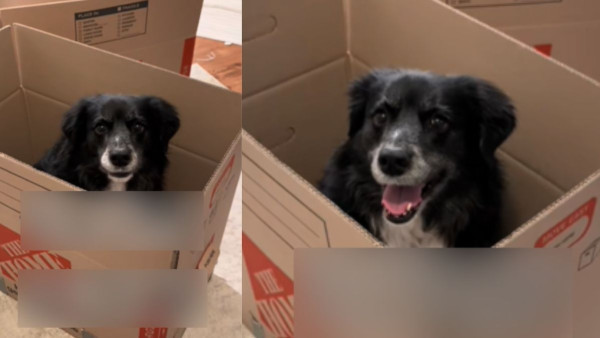 主人搬屋狗狗跳入紙箱不願動 揭曾被棄養心酸往事