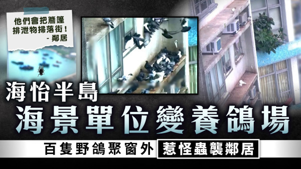 餵飼野鴿︱海怡半島海景單位變養鴿場 百隻野鴿聚窗外惹怪蟲襲鄰居