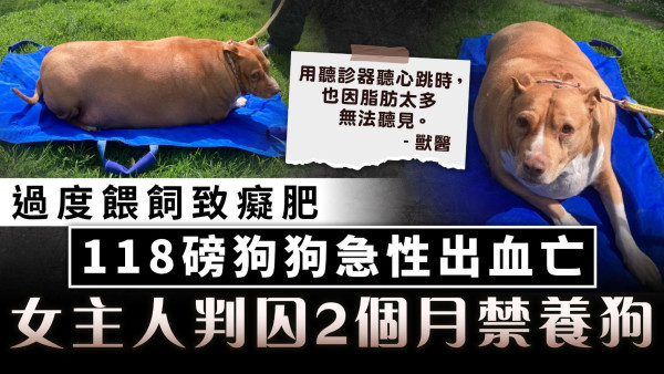 虐待動物︱過度餵飼致癡肥 118磅狗狗急性出血亡 女主人判囚2個月禁養狗
