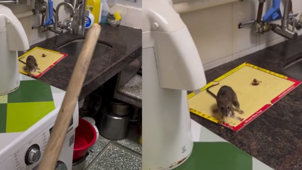 寶林邨老鼠闖屋內嚇壞住客：兩星期3隻老鼠入屋 網民提議5招滅鼠方法