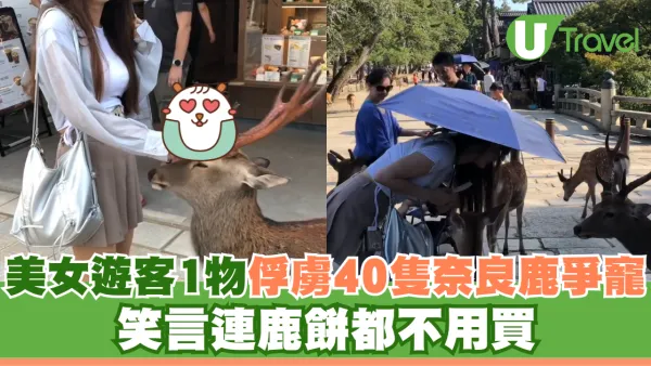 美女遊客1物俘虜40隻奈良鹿排隊爭寵 笑言連鹿餅都不用買
