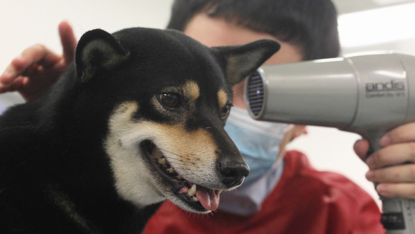 寵物美容師入行｜香港4大寵物美容證書課程！三等級制度一覽 指定人士可免費入讀