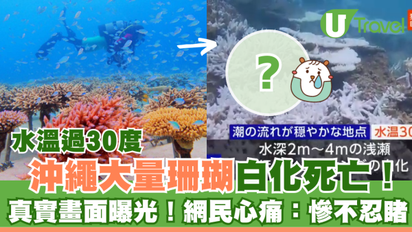 沖繩大量珊瑚白化死亡！畫面曝光慘不忍睹