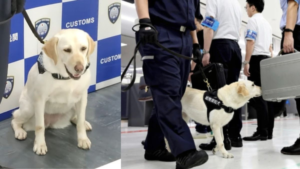 成田機場「聞鈔狗狗」亮相 經嚴格訓練攜大量現鈔一聞就知