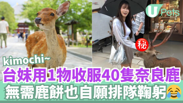 台妹用1物收服40隻奈良鹿！無需鹿餅也自願排隊鞠躬