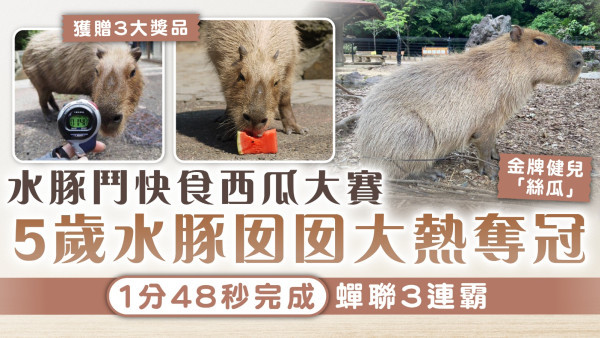 另類比賽｜水豚鬥快食西瓜大賽 5歲水豚囡囡大熱奪冠 1分48秒完成蟬聯3連霸