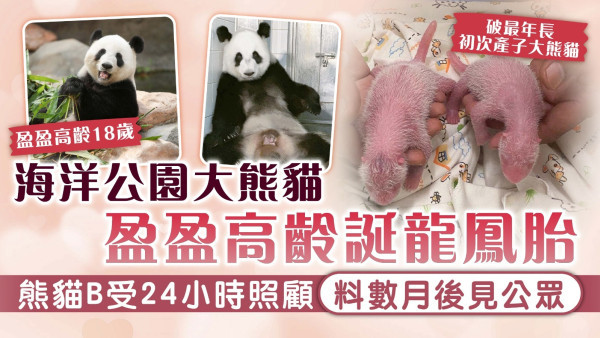 港產大熊貓｜海洋公園大熊貓盈盈高齡誕龍鳳胎 熊貓B受24小時照顧料數月後見公眾
