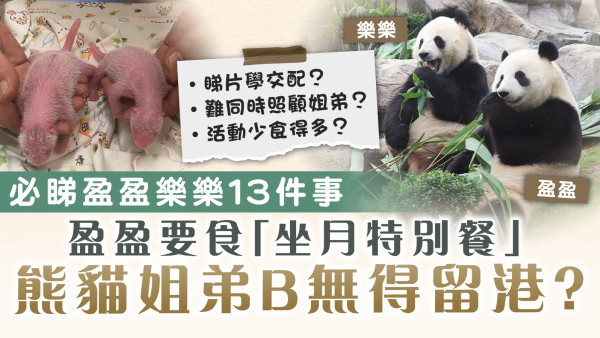 大熊貓盈盈誕龍鳳胎︱必睇盈盈樂樂13件事 盈盈要食「坐月特別餐」 熊貓姐弟B無得留港？