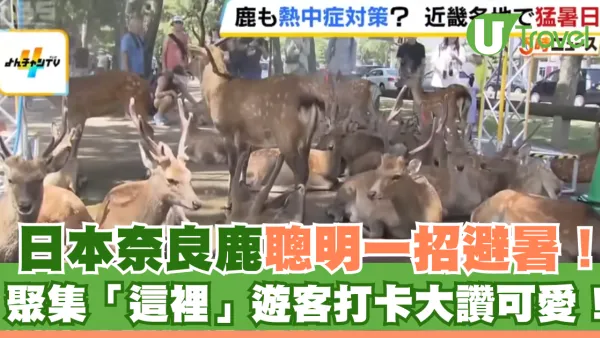 日本奈良鹿聰明一招避暑！聚集「這裡」遊客打卡大讚可愛！