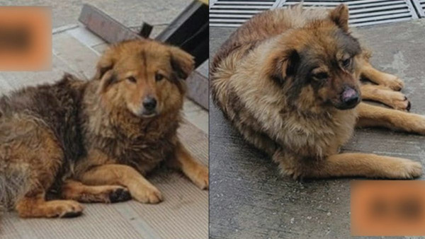 寶蓮寺2職員涉虐狗被拘 逾5000人聯署要求寺方道歉