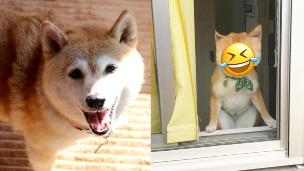 「Minecraft柴犬」再度爆紅！紗窗照片成為熱門Meme！