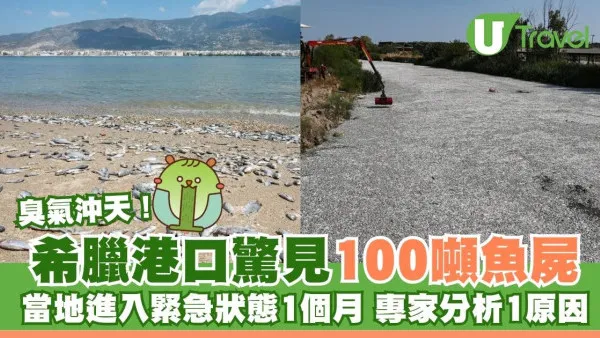 希臘港口浮現100噸死魚釀惡臭！當地進入緊急狀態1個月 專家推測因一現象造成