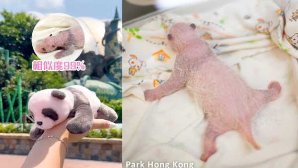 海洋公園熊貓bb公仔登場！網民引日韓例子求改進