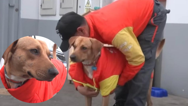 秘魯流浪狗機智擊退油站劫匪 英勇舉動成功逆轉命運！