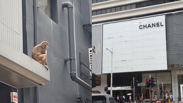 尖沙咀名店外牆驚見馬騮 大模廝樣行走震驚路人：馬騮都放假過節