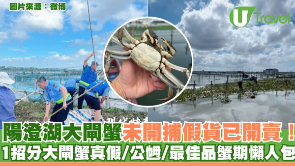 陽澄湖大閘蟹未開捕假貨已開賣！ 1招分大閘蟹真假/公乸/最佳品蟹期懶人包