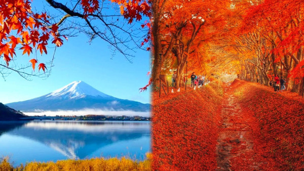 日本紅葉2024│河口湖紅葉祭 楓葉迴廊／賞楓景點＋交通攻略